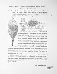 Colletotrichum gloeosporioides image
